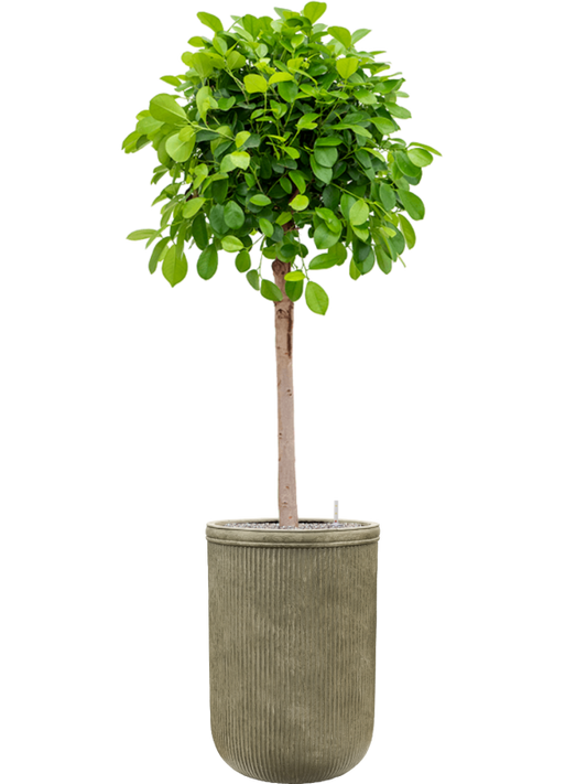 Ficus microcarpa 'Moclame' in Baq Vertical Rib Office Plant With Pot 193cm Height 41cm Dia