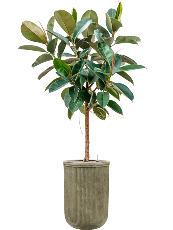 Ficus elastica 'Robusta' in Baq Vertical Rib Office Plant With Pot 213cm Height 41cm Dia