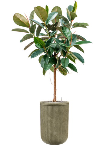 Ficus elastica 'Robusta' in Baq Vertical Rib Office Plant With Pot 213cm Height 41cm Dia