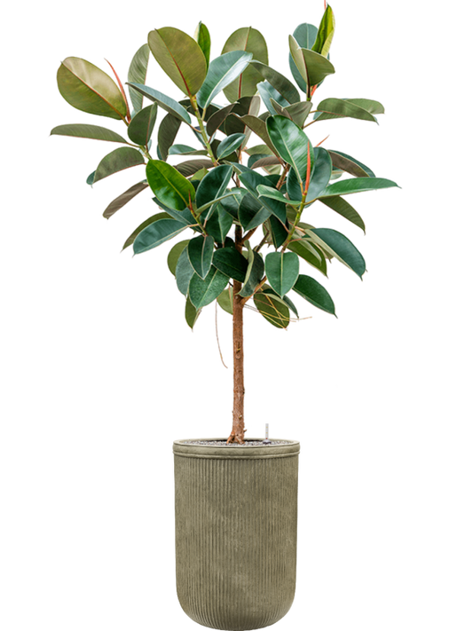 Ficus elastica 'Robusta' in Baq Vertical Rib Office Plant With Pot 213cm Height 41cm Dia