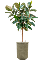 Ficus elastica 'Robusta' in Baq Vertical Rib Office Plant With Pot 213cm Height 41cm Dia