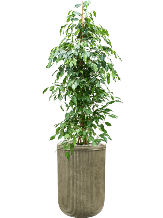 Ficus benjamina 'Exotica' in Baq Vertical Rib Office Plant With Pot 187cm Height 41cm Dia