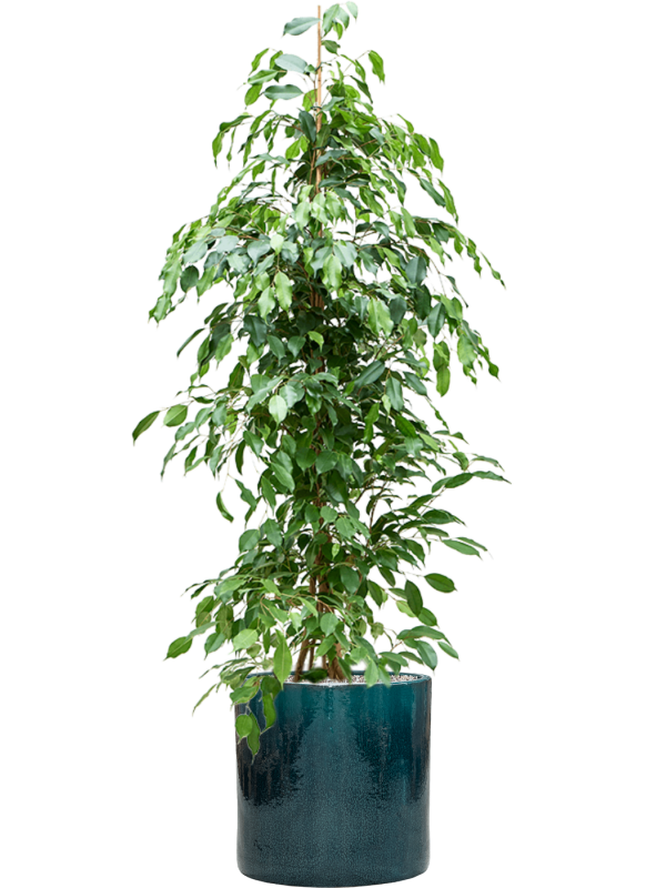 Ficus benjamina 'Exotica' in Cylinder Office Plant With Pot 162cm Height 35cm Dia