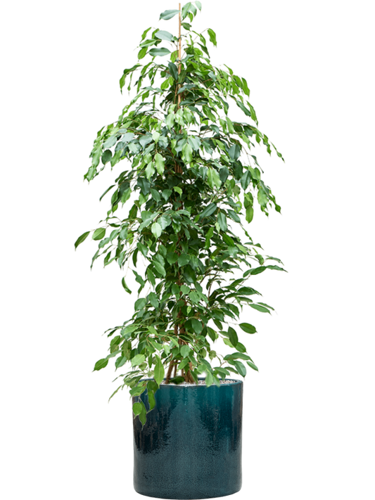 Ficus benjamina 'Exotica' in Cylinder Office Plant With Pot 162cm Height 35cm Dia