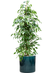 Ficus benjamina 'Exotica' in Cylinder Office Plant With Pot 162cm Height 35cm Dia