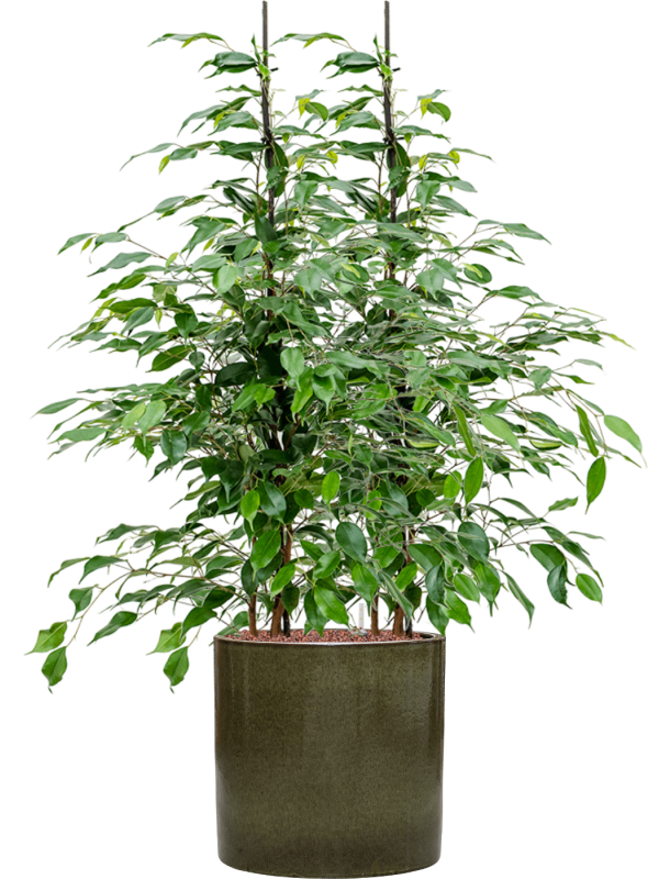 Ficus benjamina 'Danita' in Cylinder Office Plant With Pot 105cm Height 26cm Dia