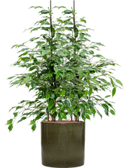 Ficus benjamina 'Danita' in Cylinder Office Plant With Pot 105cm Height 26cm Dia