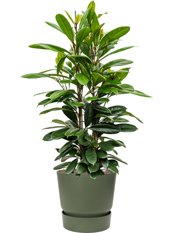 Ficus cyathistipula in Greenville Office Plant With Pot 130cm Height 38cm Dia