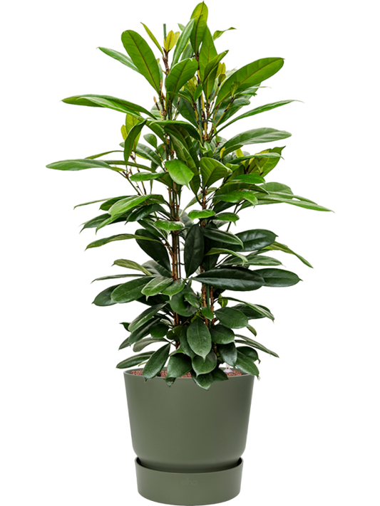 Ficus cyathistipula in Greenville Office Plant With Pot 130cm Height 38cm Dia