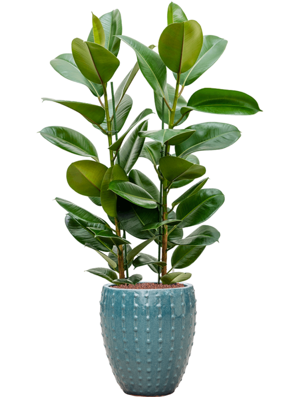 Ficus elastica 'Robusta' in Laos Mini Office Plant With Pot 123cm Height 25cm Dia