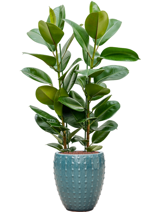 Ficus elastica 'Robusta' in Laos Mini Office Plant With Pot 123cm Height 25cm Dia