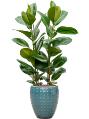 Ficus elastica 'Robusta' in Laos Mini Office Plant With Pot 123cm Height 25cm Dia