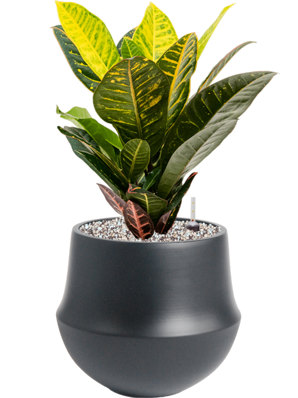 Croton (Codiaeum) variegatum 'Petra' in Fusion Office Plant With Pot 48cm Height 18cm Dia