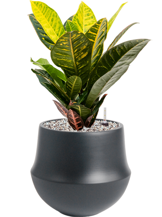 Croton (Codiaeum) variegatum 'Petra' in Fusion Office Plant With Pot 48cm Height 18cm Dia