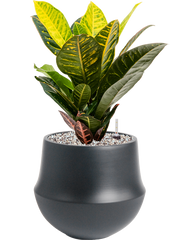 Croton (Codiaeum) variegatum 'Petra' in Fusion Office Plant With Pot 48cm Height 18cm Dia