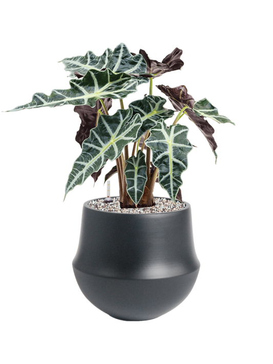 Alocasia 'Polly' in Fusion Office Plant With Pot 49cm Height 18cm Dia