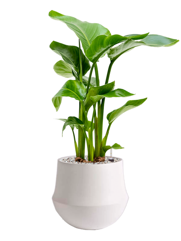 Strelitzia nicolai in Fusion Office Plant With Pot 64cm Height 18cm Dia