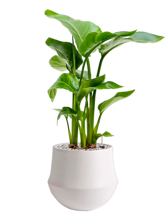 Strelitzia nicolai in Fusion Office Plant With Pot 64cm Height 18cm Dia