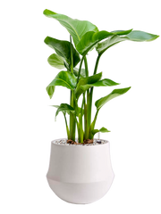 Strelitzia nicolai in Fusion Office Plant With Pot 64cm Height 18cm Dia