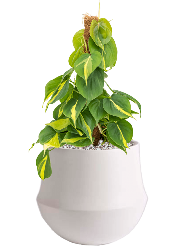 Philodendron scandens 'Brasil' in Fusion Office Plant With Pot 49cm Height 18cm Dia