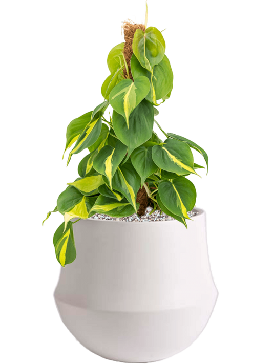 Philodendron scandens 'Brasil' in Fusion Office Plant With Pot 49cm Height 18cm Dia