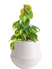 Philodendron scandens 'Brasil' in Fusion Office Plant With Pot 49cm Height 18cm Dia