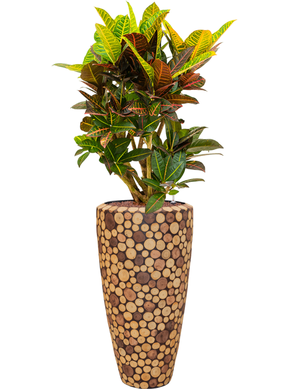 Croton (Codiaeum) variegatum 'Petra' in Baq Facets Ageless Office Plant With Pot 144cm Height 27cm Dia