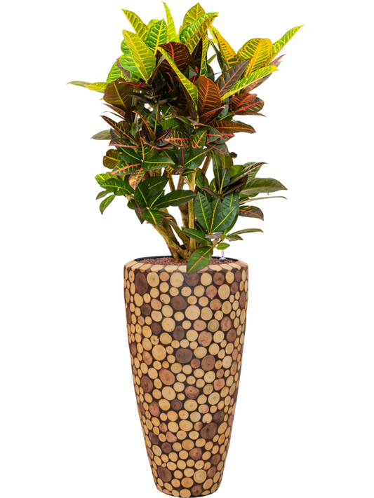 Croton (Codiaeum) variegatum 'Petra' in Baq Facets Ageless Office Plant With Pot 144cm Height 27cm Dia