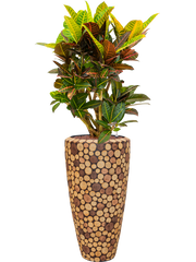 Croton (Codiaeum) variegatum 'Petra' in Baq Facets Ageless Office Plant With Pot 144cm Height 27cm Dia