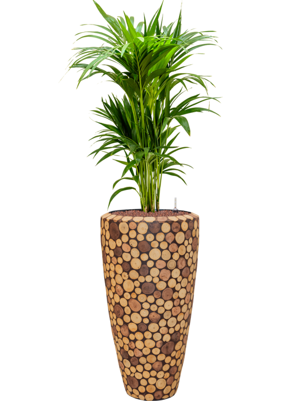 Kentia (Howea) forsteriana in Baq Facets Ageless Office Plant With Pot 146cm Height 27cm Dia