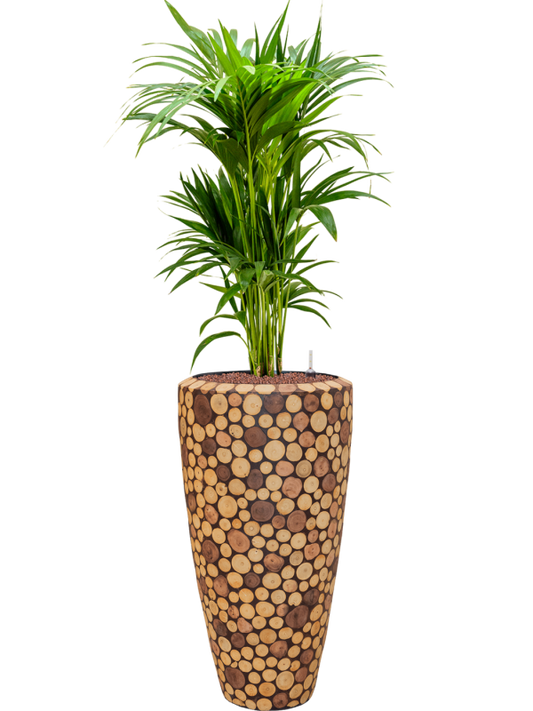 Kentia (Howea) forsteriana in Baq Facets Ageless Office Plant With Pot 146cm Height 27cm Dia