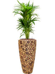 Kentia (Howea) forsteriana in Baq Facets Ageless Office Plant With Pot 146cm Height 27cm Dia