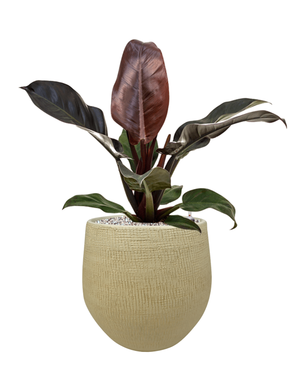 Philodendron `Imperial Red' in Ryan Office Plant With Pot 59cm Height 23cm Dia