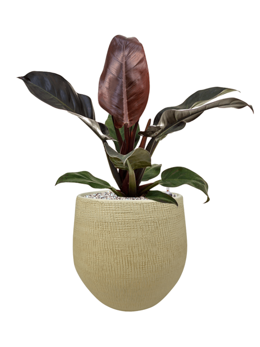 Philodendron `Imperial Red' in Ryan Office Plant With Pot 59cm Height 23cm Dia