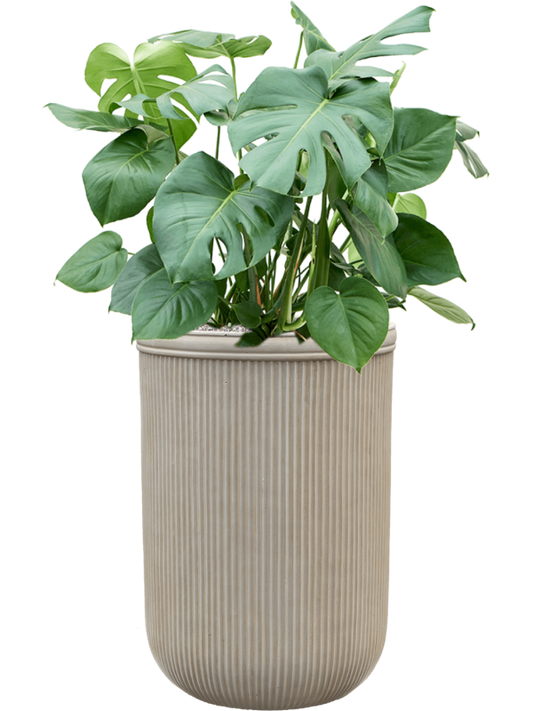 Monstera deliciosa in Baq Vertical Rib Office Plant With Pot 120cm Height 41cm Dia