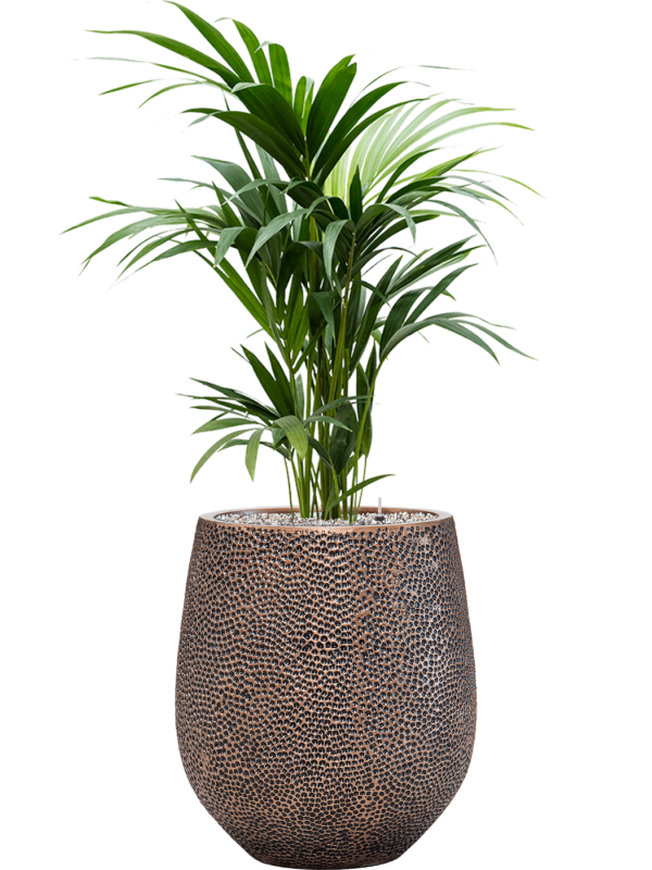 Kentia (Howea) forsteriana in Baq Opus Hit Office Plant With Pot 127cm Height 24cm Dia