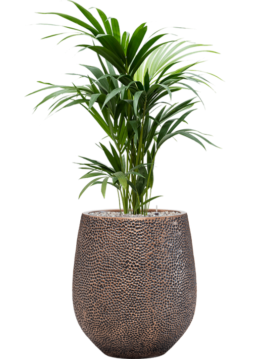 Kentia (Howea) forsteriana in Baq Opus Hit Office Plant With Pot 127cm Height 24cm Dia