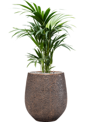 Kentia (Howea) forsteriana in Baq Opus Hit Office Plant With Pot 127cm Height 24cm Dia