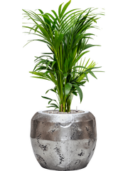 Kentia (Howea) forsteriana in Baq Opus Raw Office Plant With Pot 132cm Height 31cm Dia