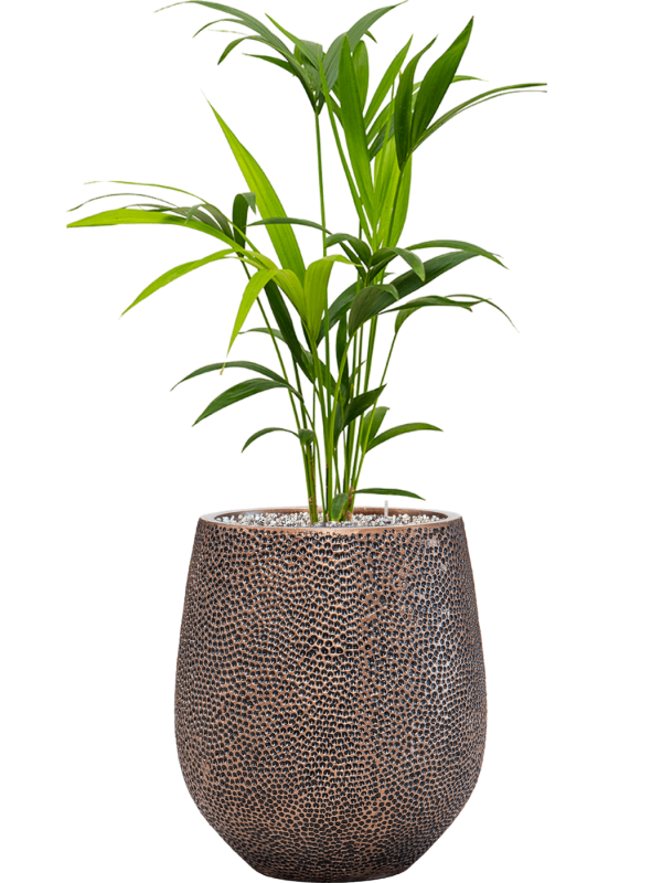 Kentia (Howea) forsteriana in Baq Opus Hit Office Plant With Pot 104cm Height 24cm Dia