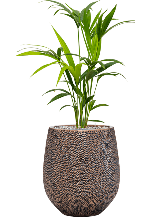 Kentia (Howea) forsteriana in Baq Opus Hit Office Plant With Pot 104cm Height 24cm Dia