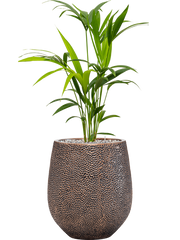 Kentia (Howea) forsteriana in Baq Opus Hit Office Plant With Pot 104cm Height 24cm Dia