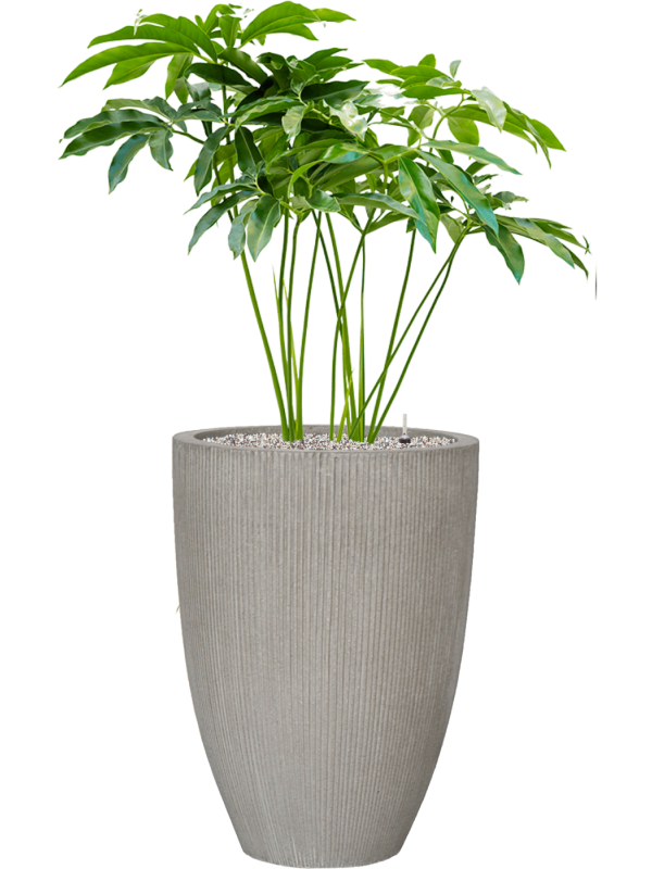 Philodendron 'Fun bun' in Ridged Vertically Office Plant With Pot 131cm Height 38cm Dia