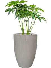 Philodendron 'Fun bun' in Ridged Vertically Office Plant With Pot 131cm Height 38cm Dia