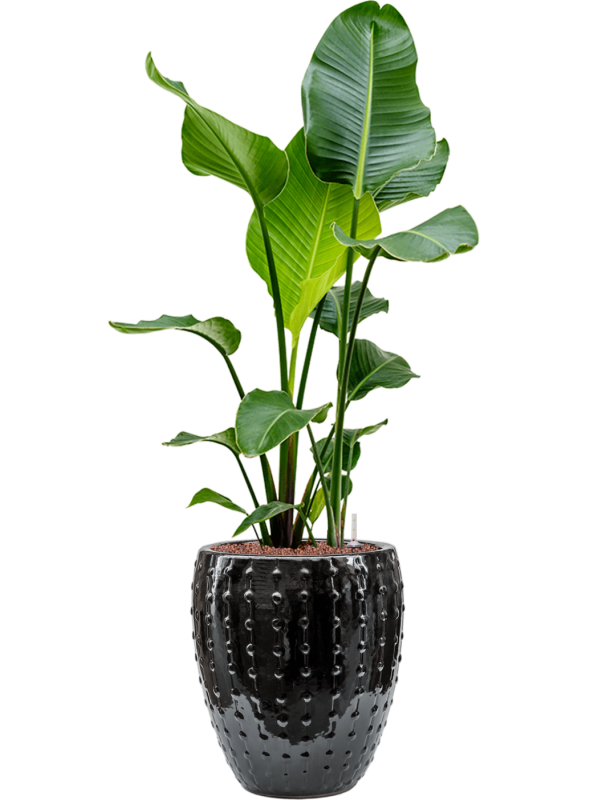 Strelitzia nicolai in Laos Mini Office Plant With Pot 113cm Height 25cm Dia