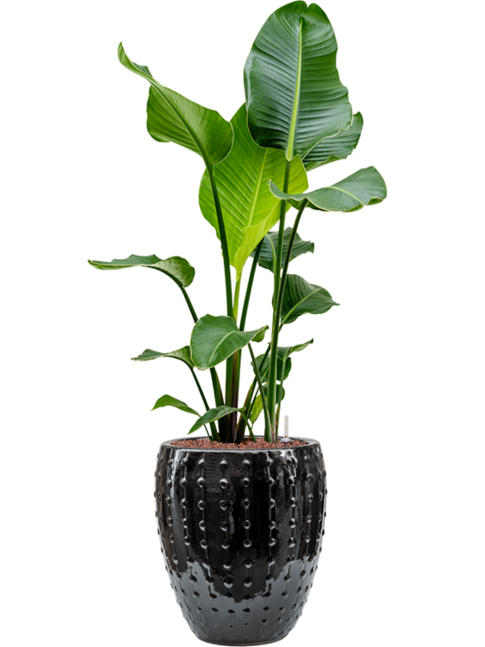 Strelitzia nicolai in Laos Mini Office Plant With Pot 113cm Height 25cm Dia