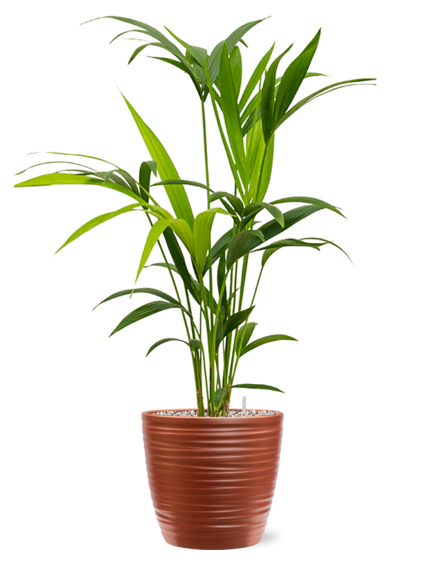 Kentia (Howea) forsteriana in Groove Office Plant With Pot 83cm Height 20.5cm Dia