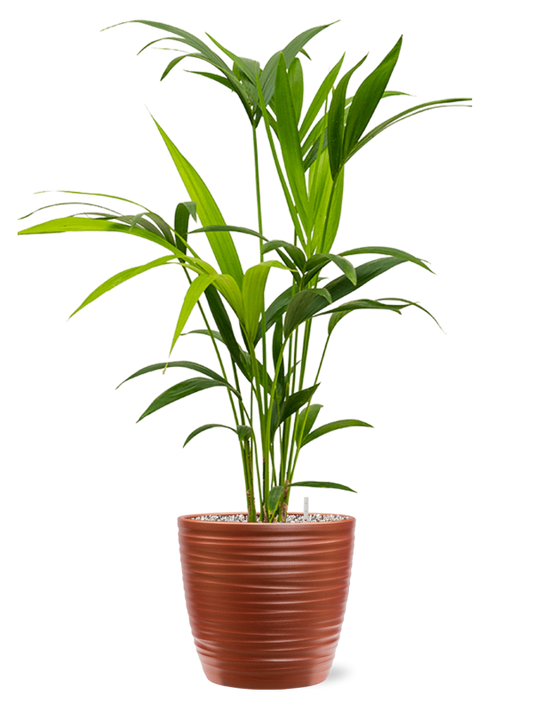 Kentia (Howea) forsteriana in Groove Office Plant With Pot 83cm Height 20.5cm Dia