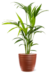 Kentia (Howea) forsteriana in Groove Office Plant With Pot 83cm Height 20.5cm Dia