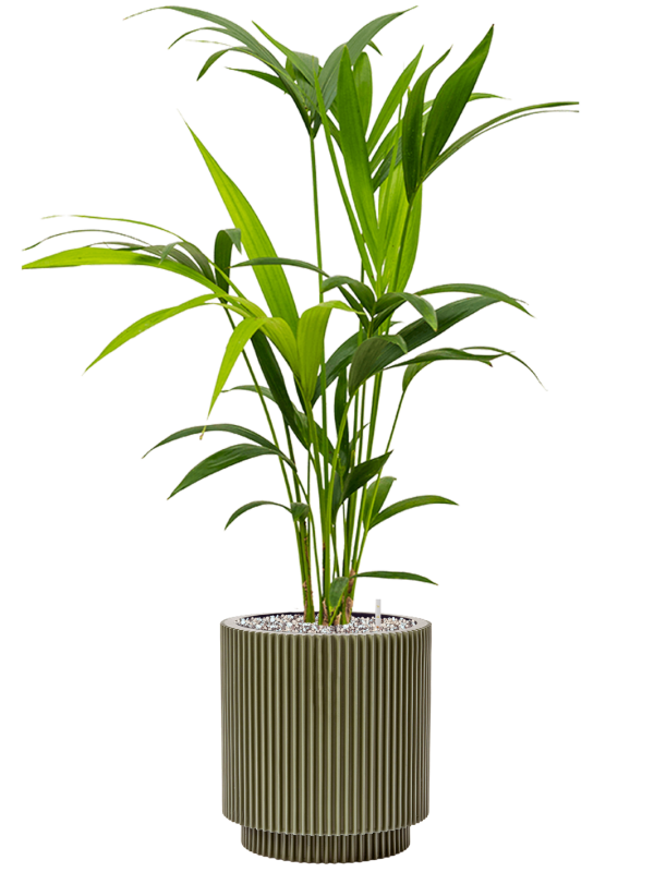 Kentia (Howea) forsteriana in Capi Nature Groove Special Office Plant With Pot 87cm Height 20.5cm Dia